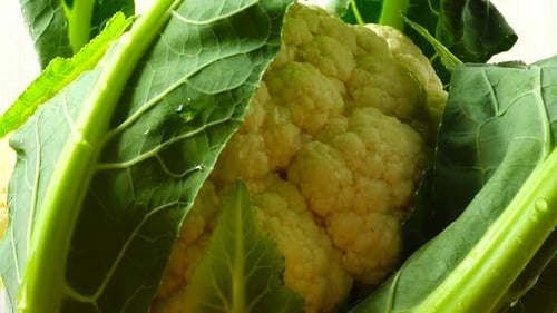 Fresh Cauliflower with Green Leaves, Close Up