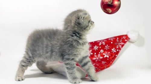Gray Kitten Plays with Christmas Ornament and Santa Hat