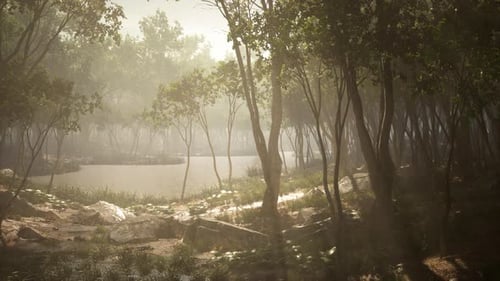 River in Mysterious Forest with Fog