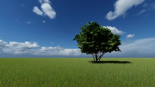 One Tree in a Green Meadow