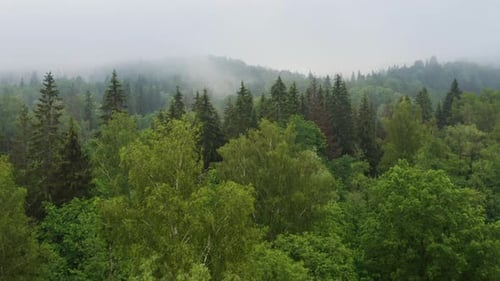 Humid and foggy forest mountain range in morning, aerial drone shot