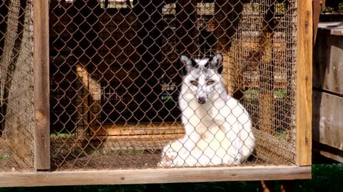 Foxes in the cages