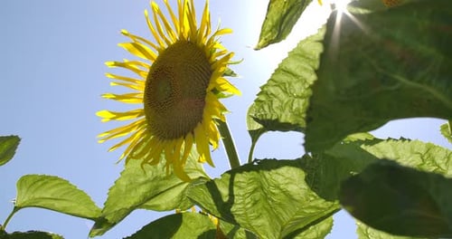 Sunflowers And Leaves