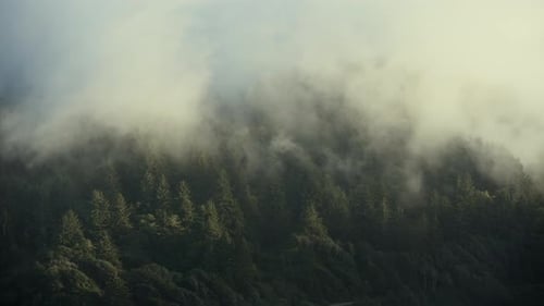 Northern California Coastal Fog Rolling Through Redwood Hills