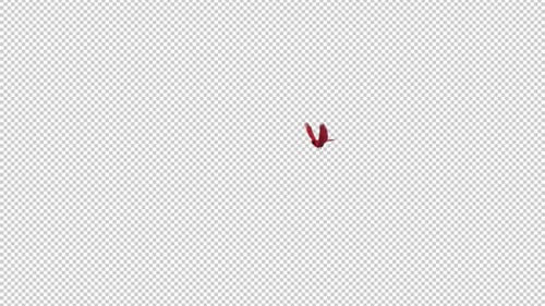 American Cardinal - Red Bird - Flying Transition - II - Alpha Channel