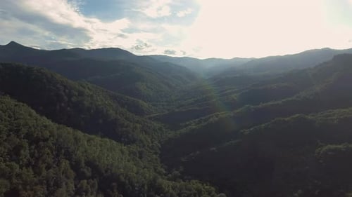 Fly Over Forest