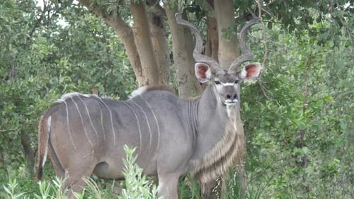 Greater kudu grazing in the forest