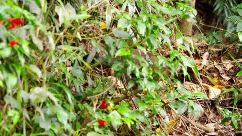 Capuchin Monkey Foraging in Tropical Rainforest