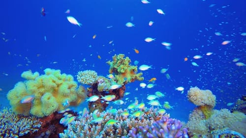 Colorful Red Sea Coral