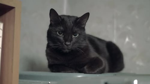 Black Cat Resting Indoors on Shelf