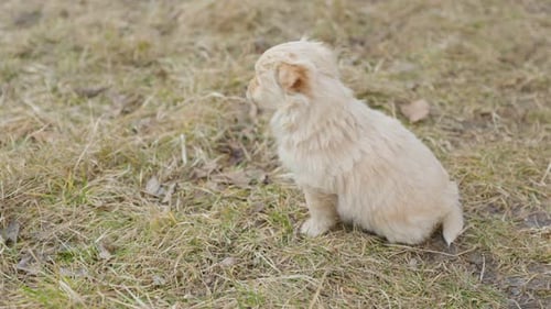 Fluffy Puppy Sitting Outdoors on Grassy Ground