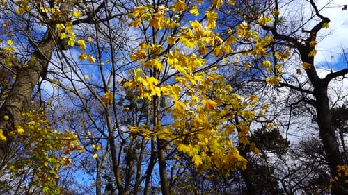 Feuilles d'érable sur les branches d'un arbre.