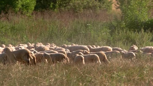 Flock of Sheep Grazing in Lush Green Field