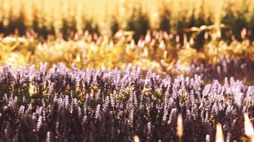 Blooming Lavender Field Under the Colors of the Summer Sunset
