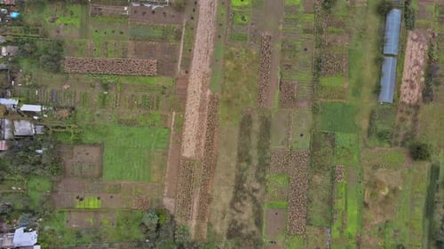 Top View or Aerial of Fresh Green Fields and Village