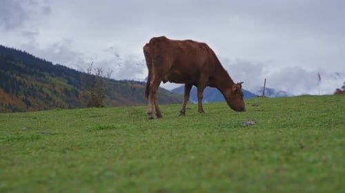 Brown Cow Grazing on Grassy Mountain Hillside