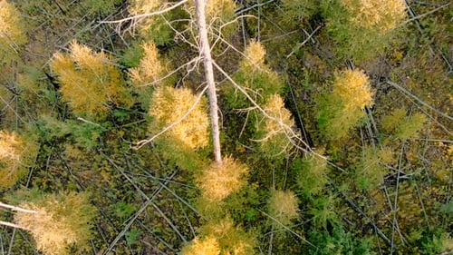 Aerial View of Forest with Fallen Trees