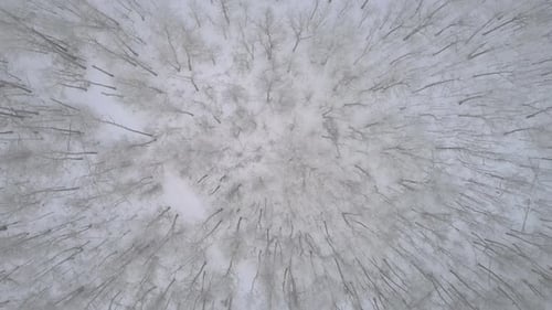 Fly Over The Tops Of White Trees