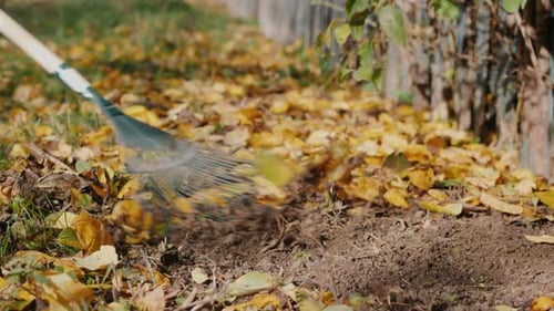 Rake Raking Fallen Leaves in the Garden