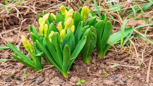 First Yellow Crocus Flowers Spring Saffron