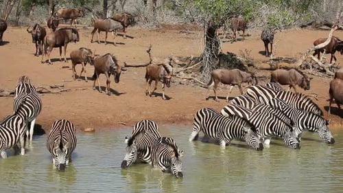 Zebras and Wildebeest Gather at a Watering Hole