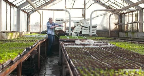 Bäuerin gießt Pflanzen im Gewächshaus - Landwirtschaft