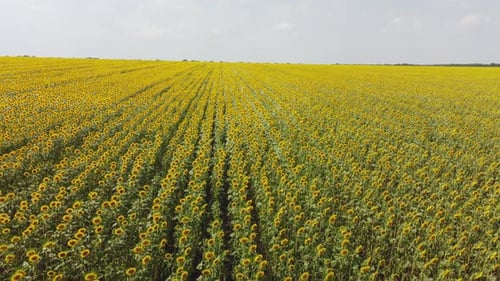 Blick von oben auf ein Feld mit einer Sonnenblume
