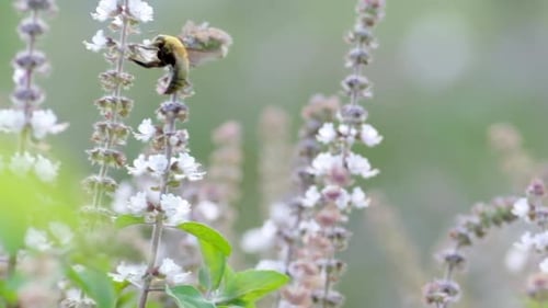 A Flying Bug collects nectar from white Field Flower