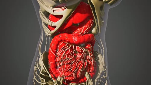 Detailed Human Digestive System Anatomy