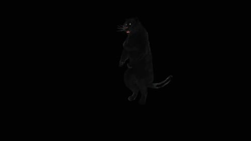 Black Panther Rearing Standing and Walking Realistic 3D Animation