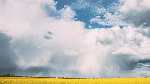 Dramatic Sky with Rain and Rainbow over Yellow Field