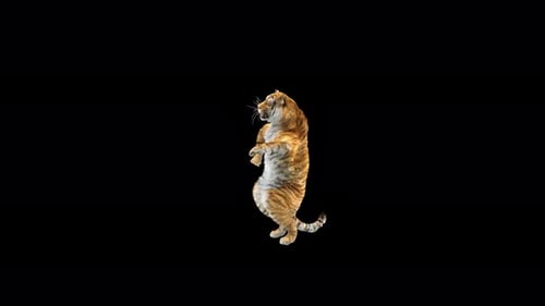 Tiger Dancing 4K