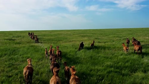 Wild Horses Running Wild Mustangs Run on the Beautiful Green Grass Dust From Under the Hooves