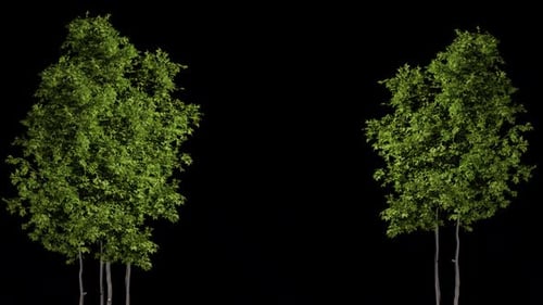 Trees with leaves with alpha channel