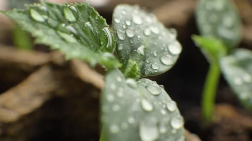 De nombreuses gouttes d'eau sur les feuilles de jeunes plants de plantes vertes