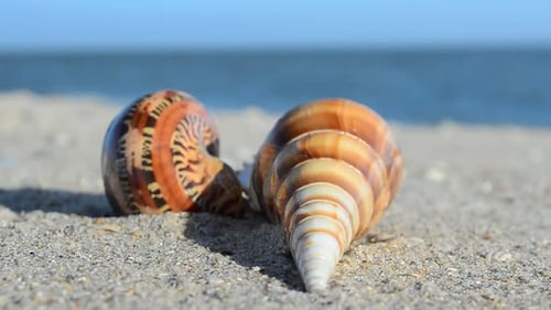 Cockleshells 36