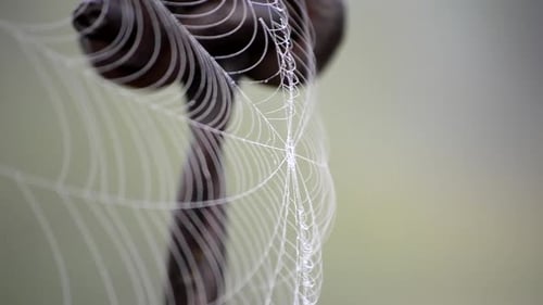 Spiderweb Covered Morning Dew on Summer Morning Close Up