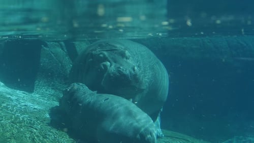 Hippo
