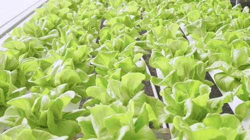 Dolly shot of organic freshness vegetables hydroponic green house soiless water system