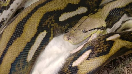 Retikulierte Python in Gefangenschaft frisst ein großes Säugetier, das in kräftigen Griff gehüllt ist