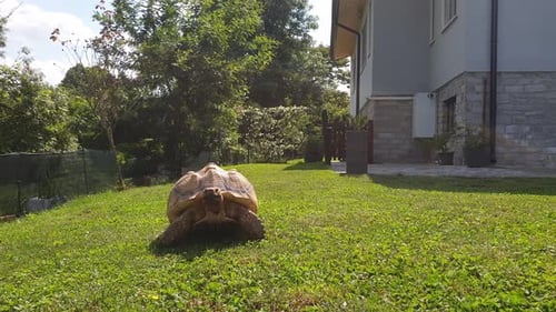 Cámara lenta de tortuga sulcata lenta
