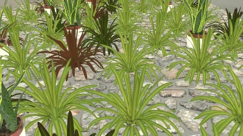 Snake Plant 01 Hd