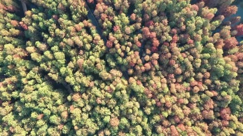 Autumn forest