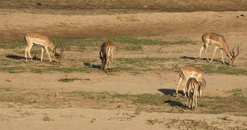 Impala Antelopes Grazing - Kruger National Park