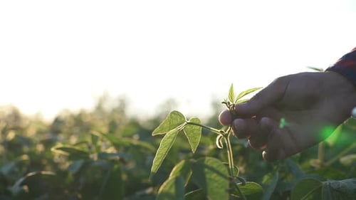 Green Leaves of Soy Bean in Hand. Slow Motion