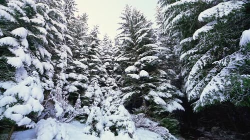 Snow-covered Forest with Upward Tilt