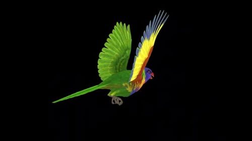 Rainbow Lorikeet - Asian Parrot - Flying Bird - Back Angle CU - Transparent Loop
