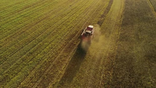 Vintage Combine Harvester Cuts Wheat in a Field for the Food Industry and Agribusiness Agriculture