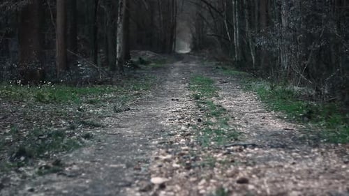 Dangerous Forest and a Path Leading There