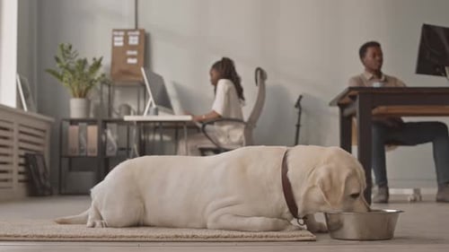 Labrador in Pet Friendly Office